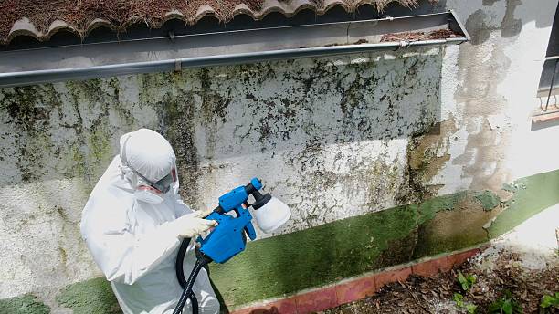Mold Removal service in Morrisdale